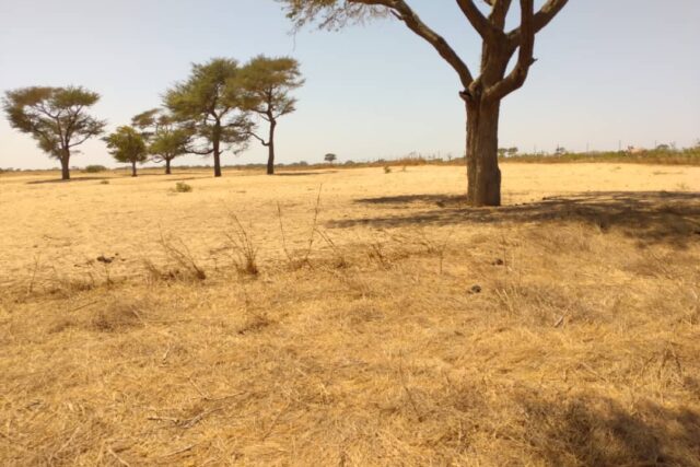 Terrain de 1,44 hectare à Tassette Terrain de 1,44 hectare à Tassette