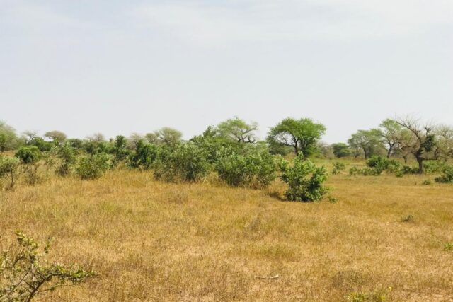 Terrain de 1,46 hectare vers Koul