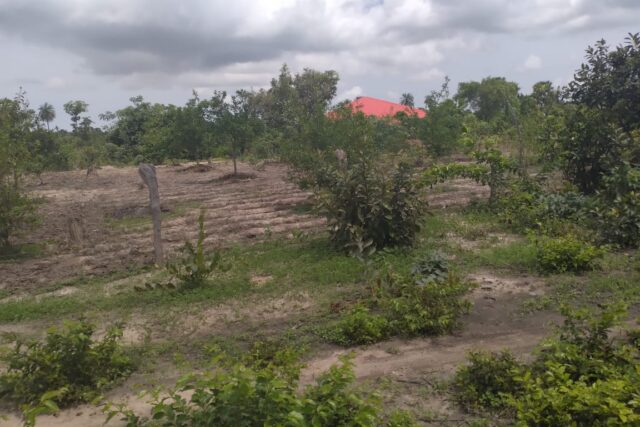 Terrain de 1,5 hectare vers Kataba 1 Terrain de 1,5 hectare vers Kataba 1