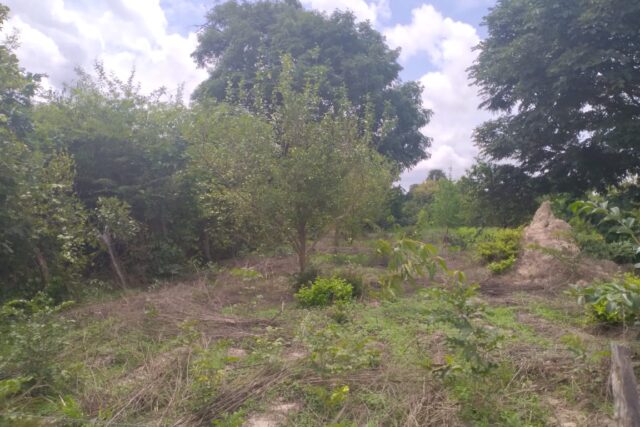 Terrain de 1,5 hectare vers Kataba 1