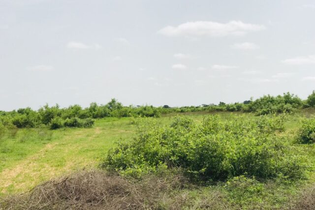 Terrain de 1,5 hectare vers Notto Diobass Terrain de 1,5 hectare vers Notto Diobass