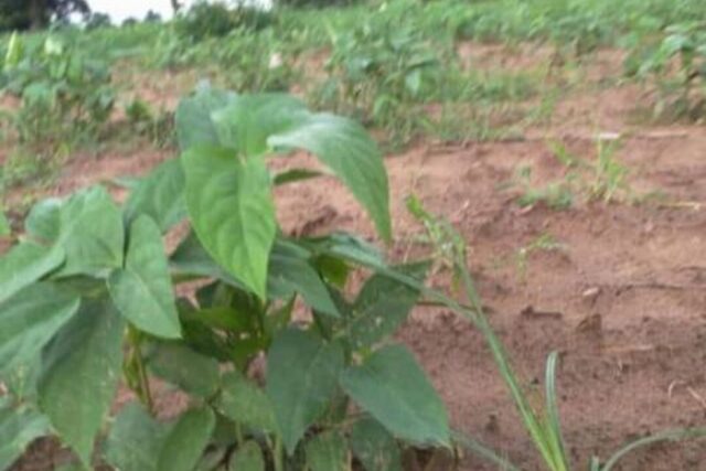 Terrain de 1,5 hectare vers Sandiara Terrain de 1,5 hectare vers Sandiara