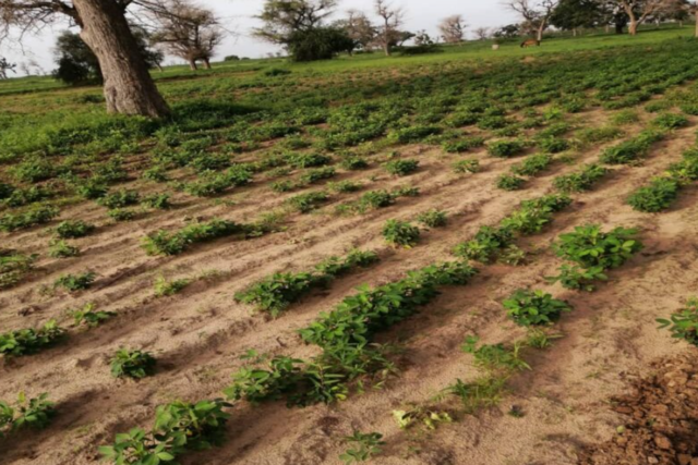Terrain de 1,50 hectare vers Notto Diobass Terrain de 1,50 hectare vers Notto Diobass