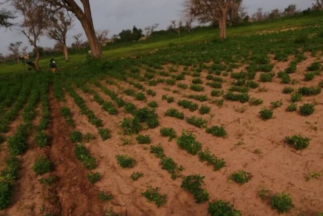 Terrain de 1,50 hectare vers Notto Diobass