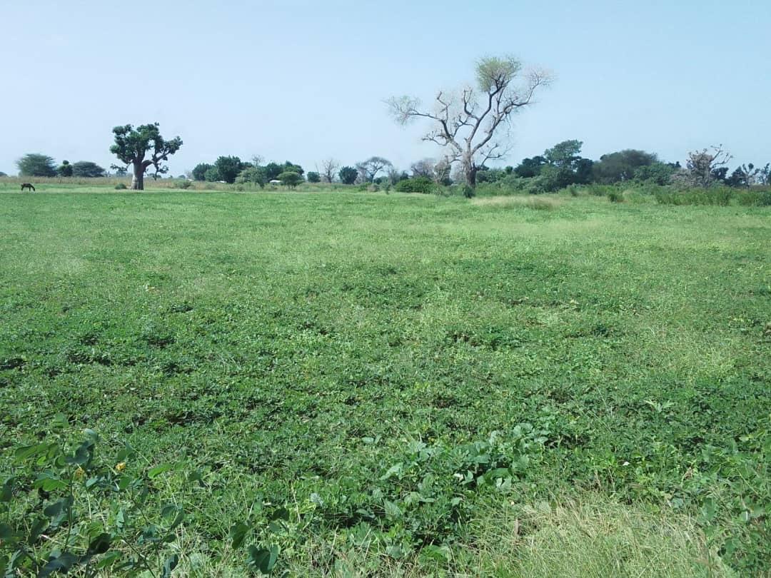 Terrain de 1,50 hectare vers Sandiara