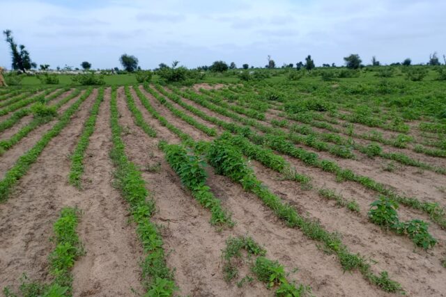 Terrain de 1,54 hectare vers Nghaye