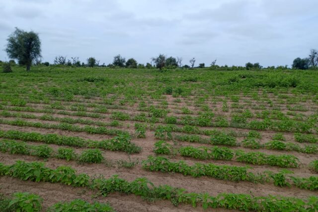 Terrain de 1,54 hectare vers Nghaye