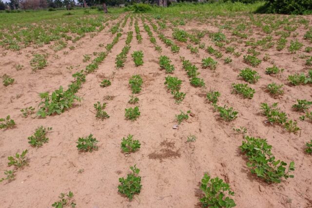 Terrain de 1,55 hectare vers Notto Diobass Terrain de 1,55 hectare vers Notto Diobass