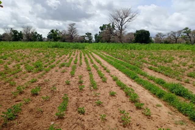 Terrain de 1,55 hectare vers Notto Diobass