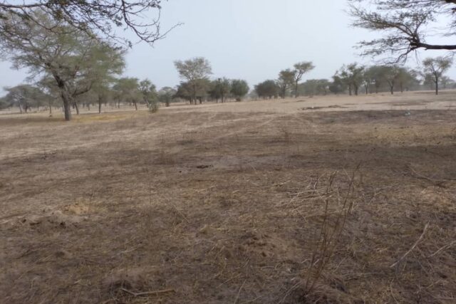 Terrain de 1,56 hectare vers Keur Samba Kane Terrain de 1,56 hectare vers Keur Samba Kane