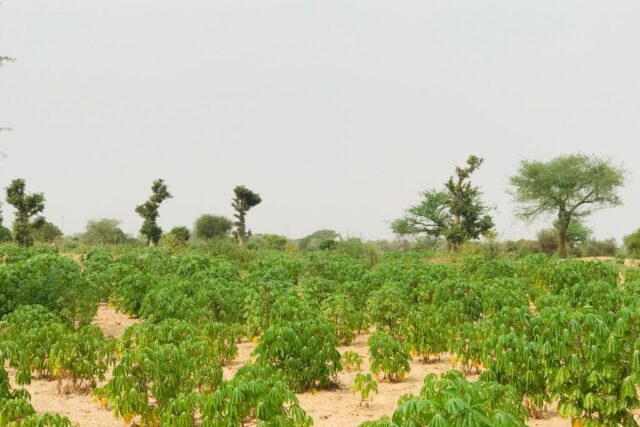 Terrain de 1,73 hectare vers Méouane Terrain de 1,73 hectare vers Méouane