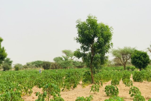 Terrain de 1,73 hectare vers Méouane