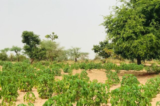 Terrain de 1,73 hectare vers Méouane