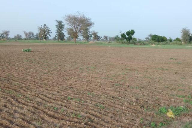 Terrain de 1,68 hectare vers Sandiara Terrain de 1,68 hectare vers Sandiara