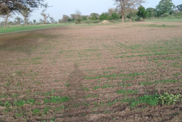 Terrain de 1,68 hectare vers Sandiara