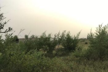 Terrain de 1,67 hectare vers Dalla Ngabou Terrain de 1,67 hectare vers Dalla Ngabou