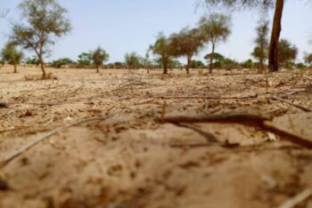 Terrain de 1,65 hectare vers Diokoul Diawrigne Terrain de 1,65 hectare vers Diokoul Diawrigne