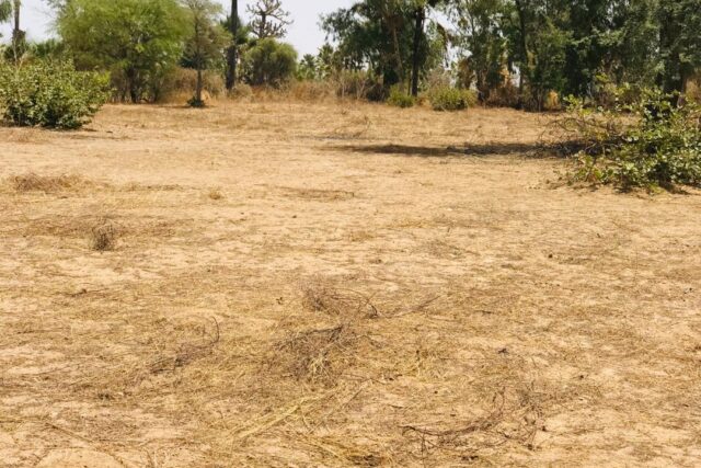 Terrain de 1,60 hectare vers Cherif Lô Terrain de 1,60 hectare vers Cherif Lô