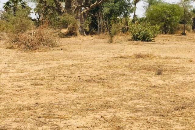 Terrain de 1,60 hectare vers Cherif Lô