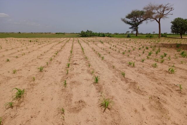 Terrain de 1,62 hectare vers Tassette