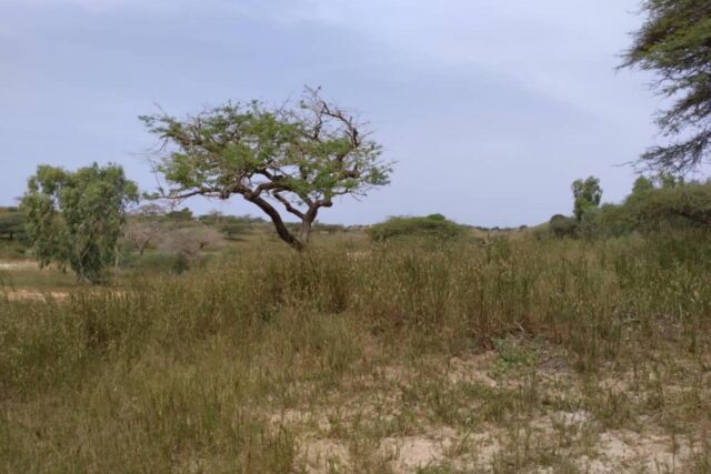 Terrain de 1,83 hectare vers Diokoul Diewrigne