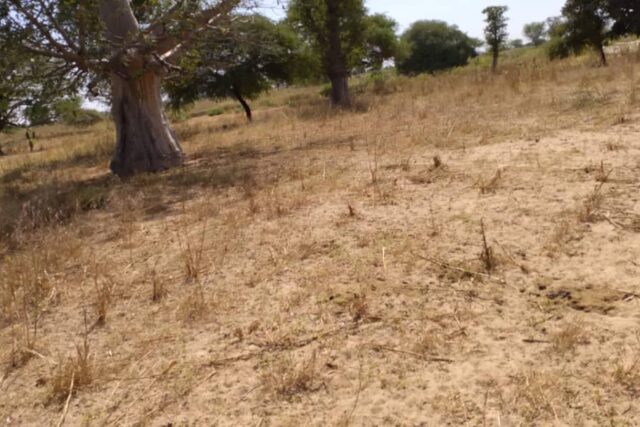 Terrain de 1,85 hectare vers Tassette Terrain de 1,85 hectare vers Tassette