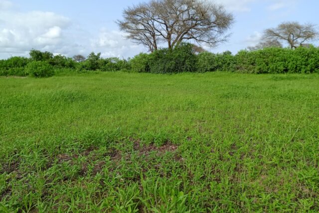 Terrain de 1,87 hectare vers Tassette Terrain de 1,87 hectare vers Tassette