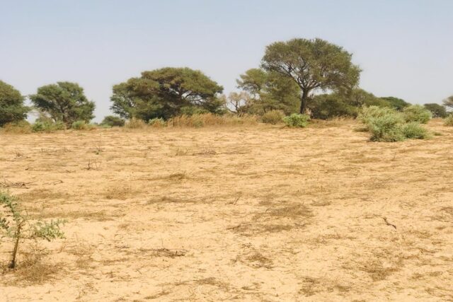 Terrain de 1,90 hectare vers Cherif Lô