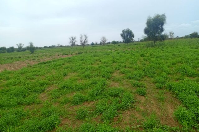 Terrain de 1,95 hectare vers Dalla Ngabou