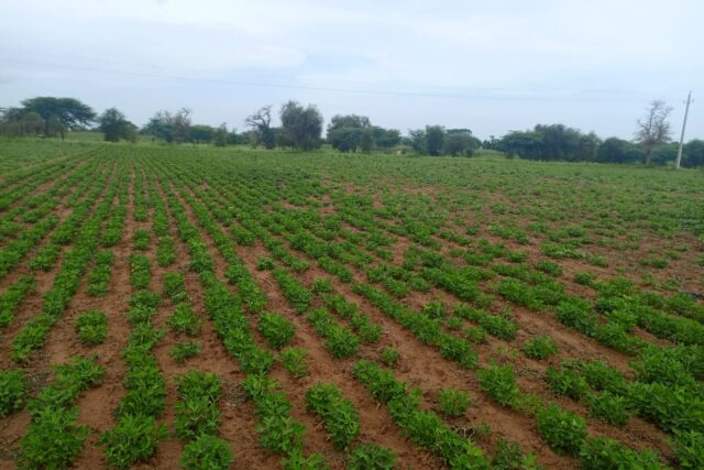 Terrain de 1,95 hectare vers Dalla Ngabou