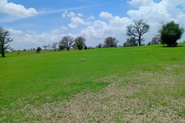 Terrain de 1,97 hectare vers Diourbel