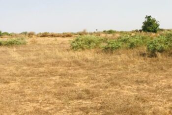 Terrain de 1,99 hectare vers Cherif Lô Terrain de 1,99 hectare vers Cherif Lô