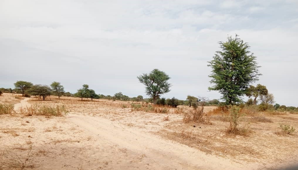 Terrain de 10 hectares vers Keur Samba Kane