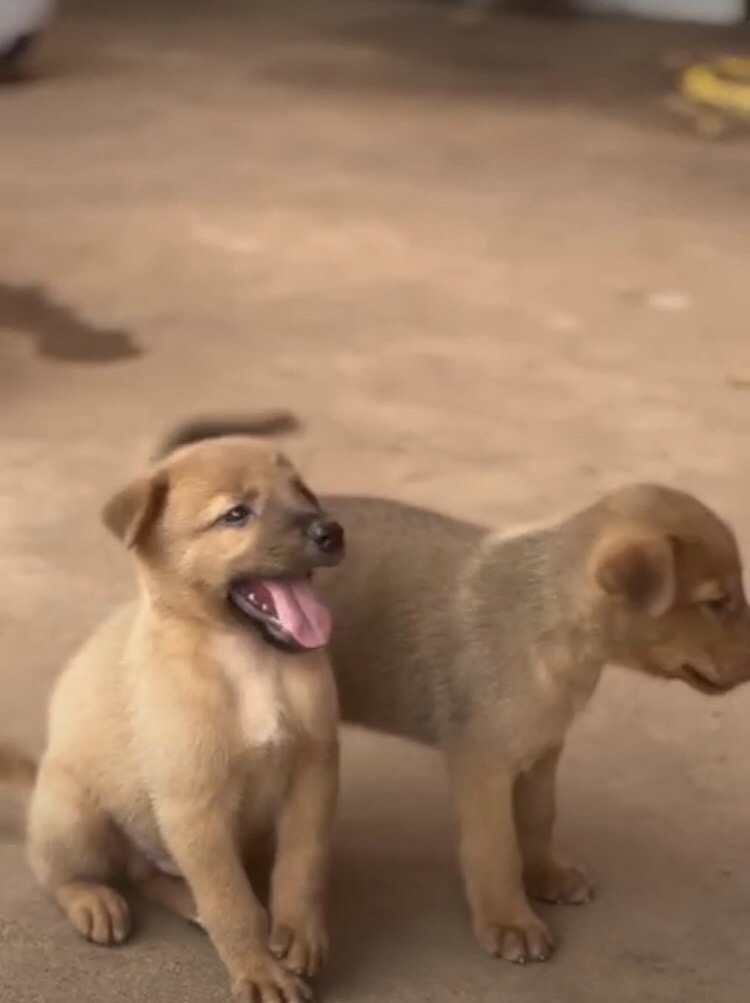 les chiots métisses berger allemand