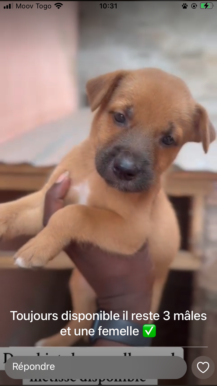 les chiots métisses berger allemand