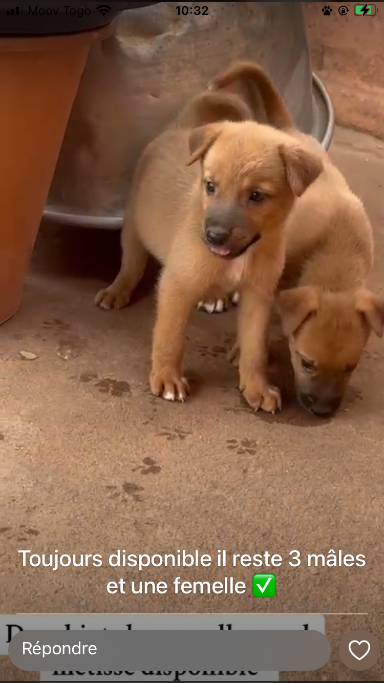 les chiots métisses berger allemand