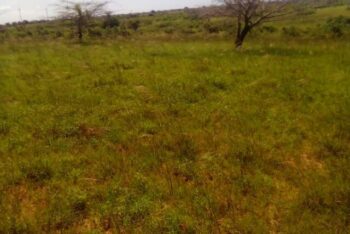 Terrain de 10 hectares vers Taïba Ndiaye Terrain de 10 hectares vers Taïba Ndiaye