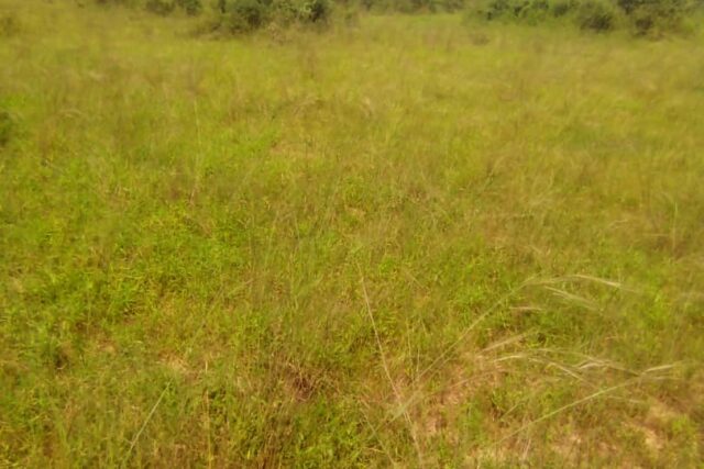 Terrain de 10 hectares vers Taïba Ndiaye