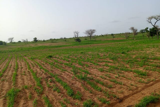 Terrain de 11,24 hectares vers Touba Lapé