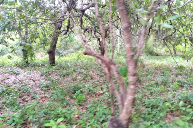 Terrain de 14 hectares vers Niaguis Terrain de 14 hectares vers Niaguis