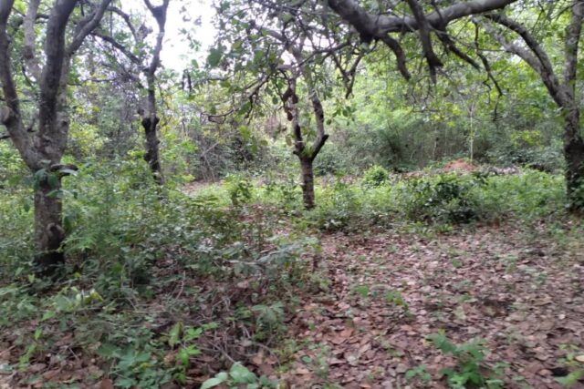 Terrain de 14 hectares vers Niaguis