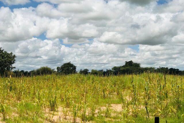Terrain de 14,2 hectares vers Keur Samba Kane Terrain de 14,2 hectares vers Keur Samba Kane