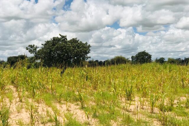 Terrain de 14,2 hectares vers Keur Samba Kane