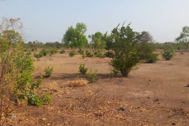 Terrain de 2 hectares vers Koussanar