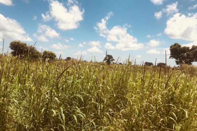 Terrain de 2 hectares vers Nguéniène