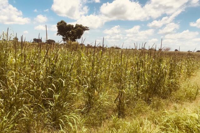 Terrain de 2 hectares vers Nguéniène