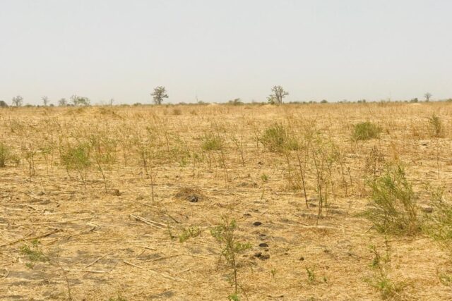 Terrain de 2 hectares vers Nguéniène