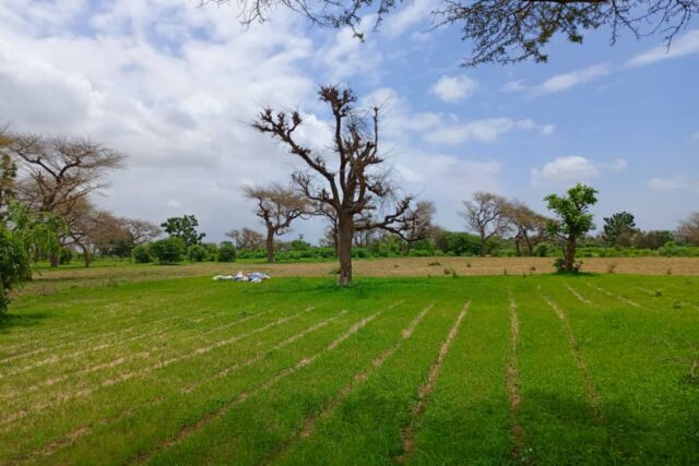 Terrain de 2 hectares vers Notto Diobass