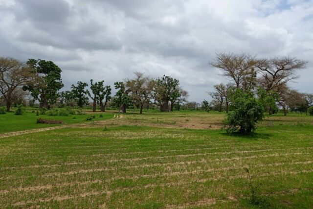 Terrain de 2 hectares vers Notto Diobass