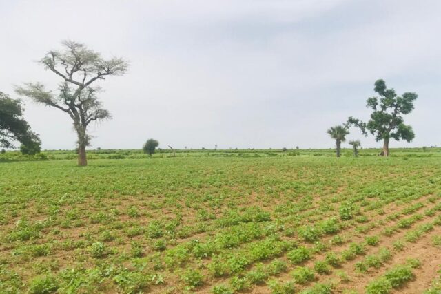 Terrain de 2 hectares vers Tassette